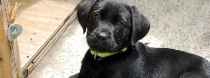Puppy